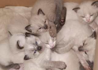 tt genre de chatons vermifugé et dépucé 