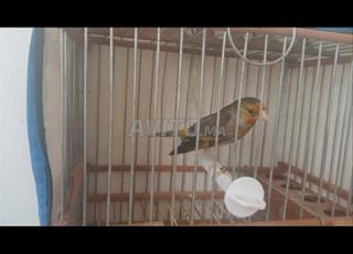 mistro mall âge 8 moi