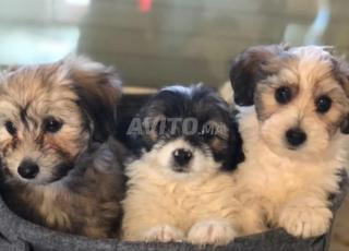 bichons havanais 2mois