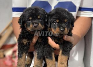 chiots Rottweiler 