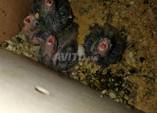 فراخ كالوبسيت للتربية