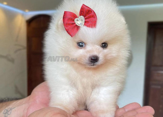 Spitz nain loulous de pomeranie