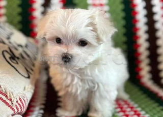 لوكي مالططي