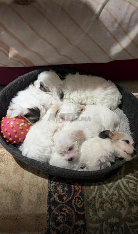 Bichons Mâle et femelle disponible  - 2