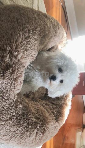 Vente Bichons vaccinés - 2