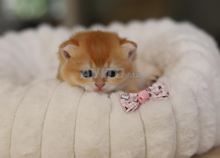 Chatons scottish et highland wcf