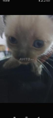 2قطط دكر وانتى من نوع سيامو عمرها شهر ونصف