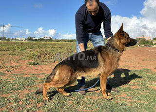 male berger allemand pedigree