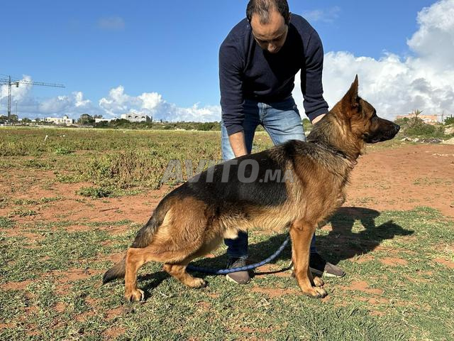 male berger allemand pedigree