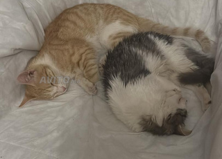Donne 2 chatons 10 mois et 5 mois