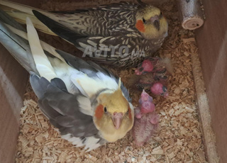 des callopsites à vendre 