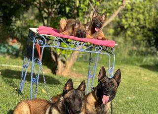 chien malinois 