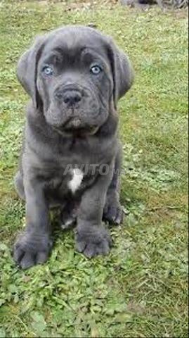 cane corso agee de 2 mois 