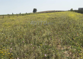 أرض تيتر للبيع هكتار ونصف متواجدة في بن سليمان 