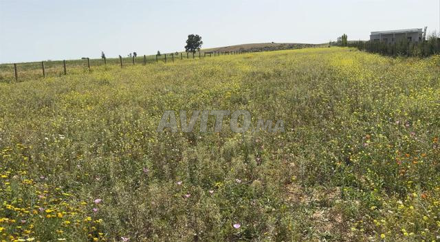 أرض تيتر للبيع هكتار ونصف متواجدة في بن سليمان 