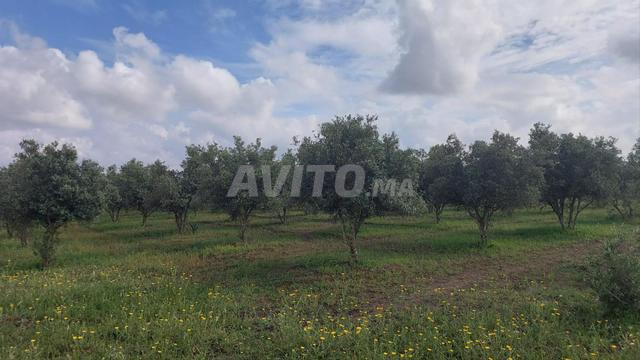 أرض محفظة 36000m2 سهول سلا - 2