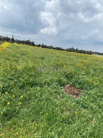 Terrain agricole  6 200 m² sidi hajjaj oued hassar