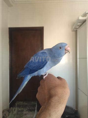 perruche a Collier violet Double Factor 🟣