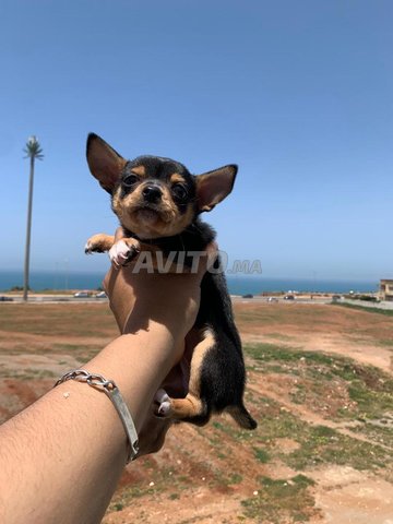 chihuahua chiot femelle blacktan