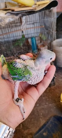 bébé perruche a colier