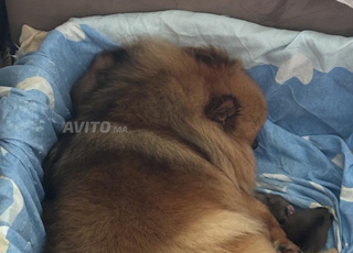 Chiots spitz nains pour réservation 