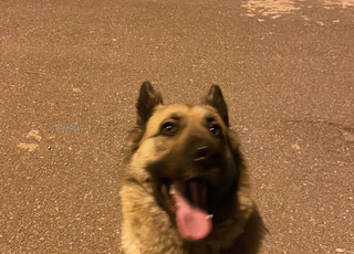 chien berger allemand femelle