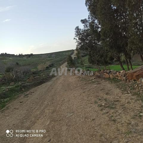 فرصة ذهبية أرض فلاحية للبيع بقرية الزميج – طنجة