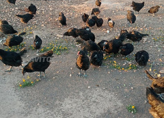 كتاكيت اوسترالوب عمر شهرين إلى 3اشهر 