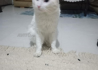 merrakech hay izdihar