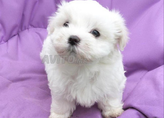 bichon havanai