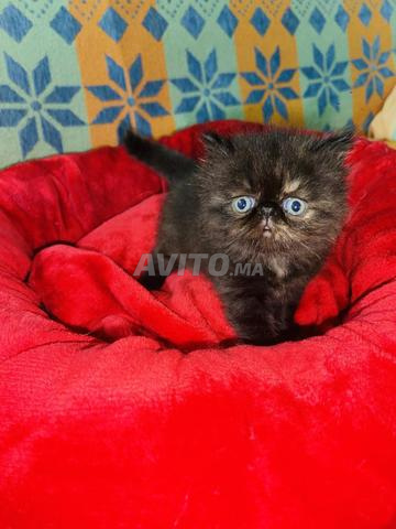 À VENDRE – 3 adorables chatons Persans - 2