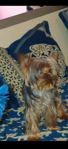 le vrai Yorkshire toy photo réelle