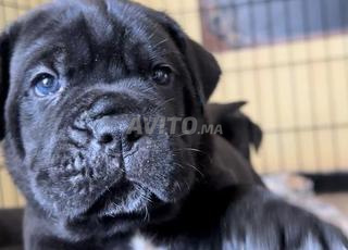 chiens canecorso