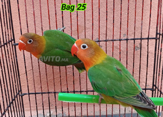 fishe porteur opaline 