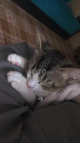 Chat de belle race commune vaccinée - 2