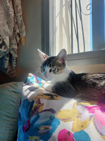 Chat de belle race commune vaccinée