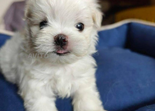 puppy bichon micro nain