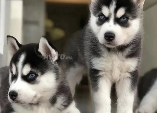 Husky malamute 