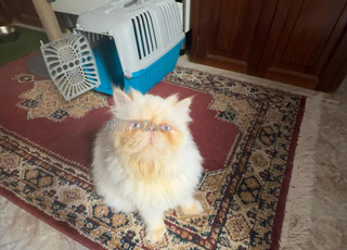 Chat persan femelle pure race