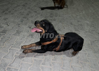   Female Rottweiler