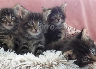 bébé chat norvégien 