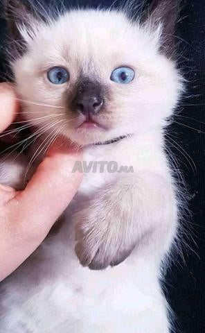 bon prix syamoi  - 2