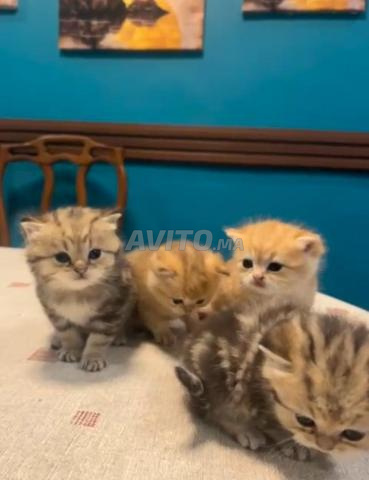 bebe Scottish straight golden a vendre 