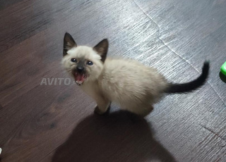 chaton siamois pur race 