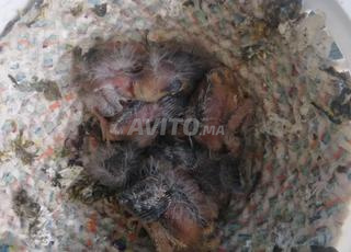 عش ميستو فيه 4  فراخ