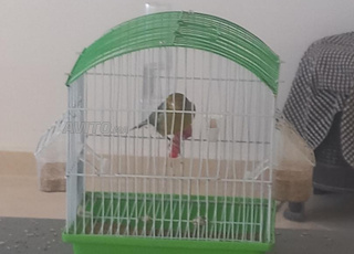 kayan 2 ntawi odkar canar libghaho marhba 