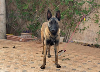 Magnifique Malinois de 10 mois à vendre – 2000 DHS