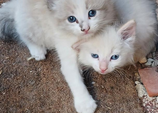  chats mignon a votre choix (blanc)