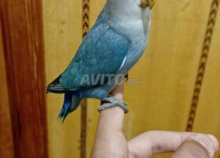 2 inséparables bien dressage