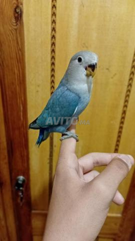 2 inséparables bien dressage